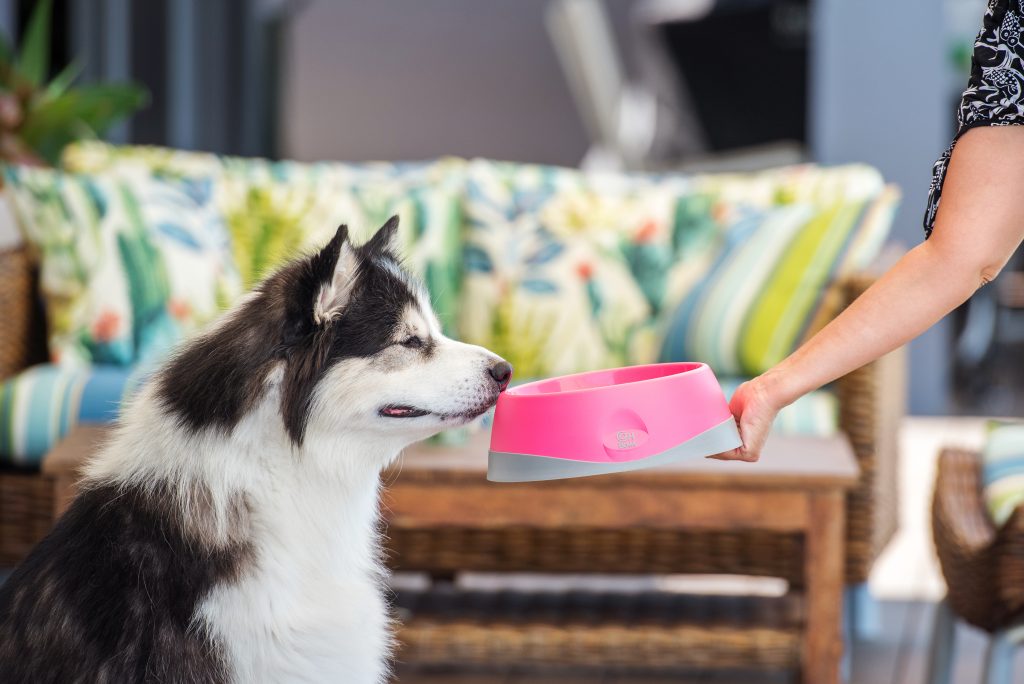 huski-with-pink-lickimat-oh-bowl