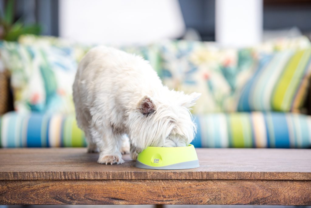 small-sog-eating-from-oh-bowl