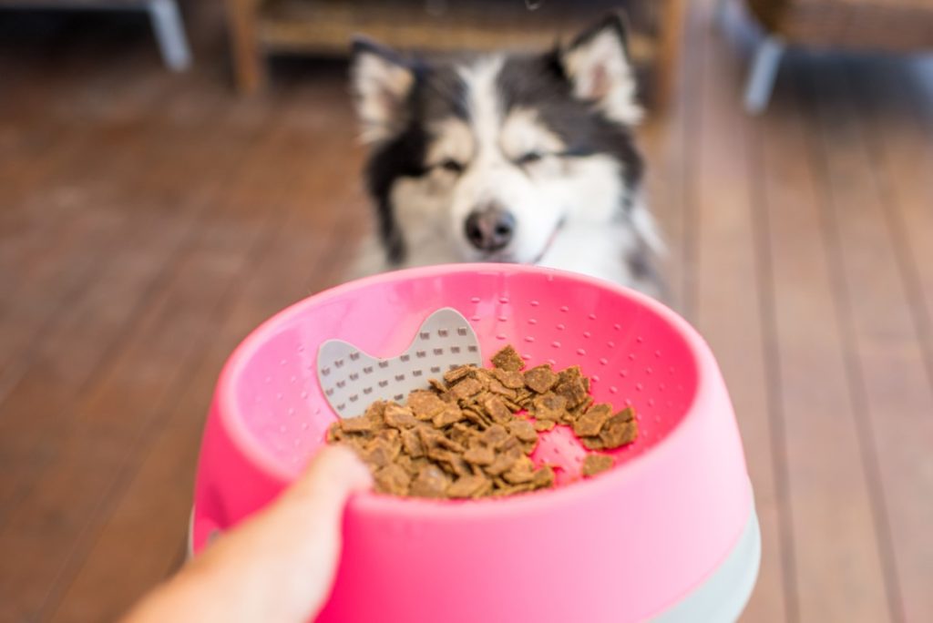 huski-dog-with-lickimat-oh-bowl