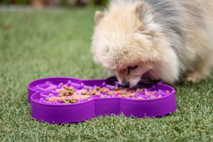 pomeran-eating-from-lickimat-slodog-small