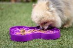 pomeran-eating-from-lickimat-slodog-small