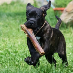 cane-corsos-puppy-with-paddock-farm-bone