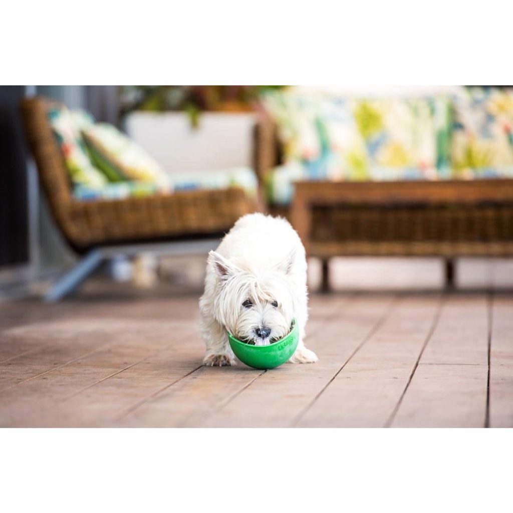 куче с лакомство намазано на lickimat wobble