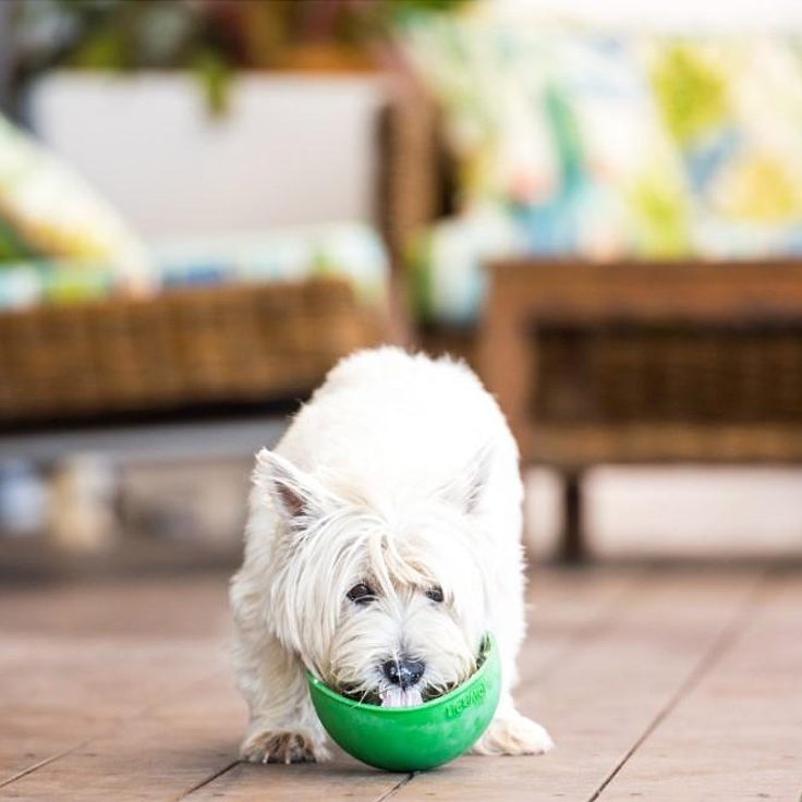 куче с лакомство намазано на lickimat wobble