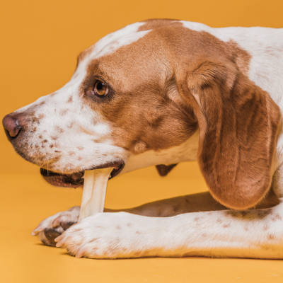 куче с лакомство кокал