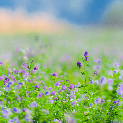 alfaalfa-ползна билка за кучета