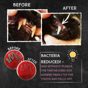 бели котешки зъби с натурална добавка с извара