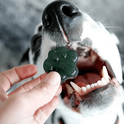 куче с лакомство от спирулина