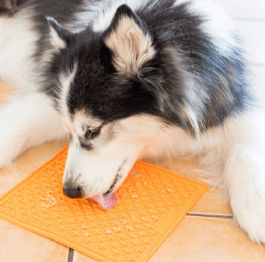 dog-eating-from-lickimat-buddy
