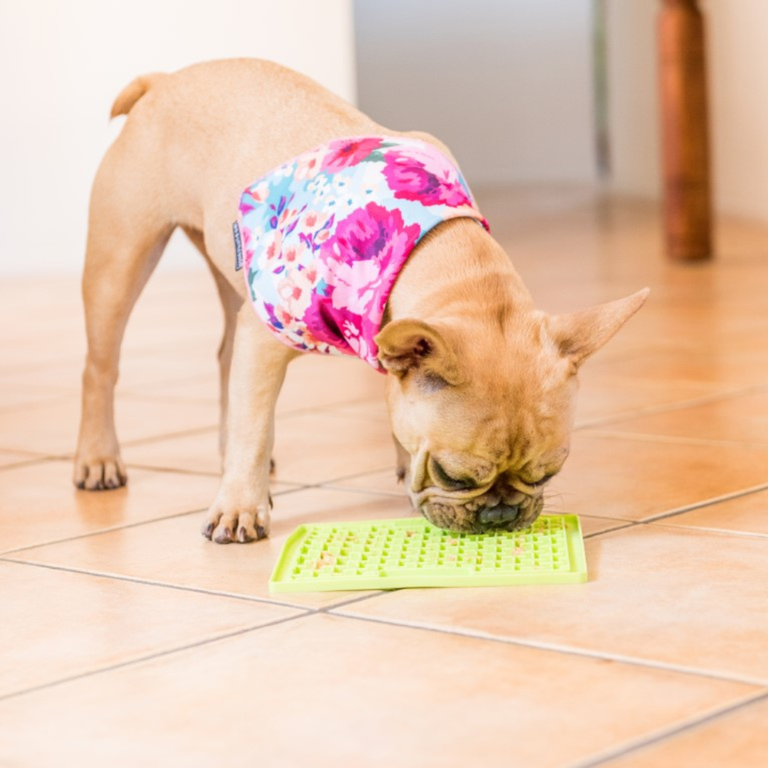 dog-with-lickimat-soother