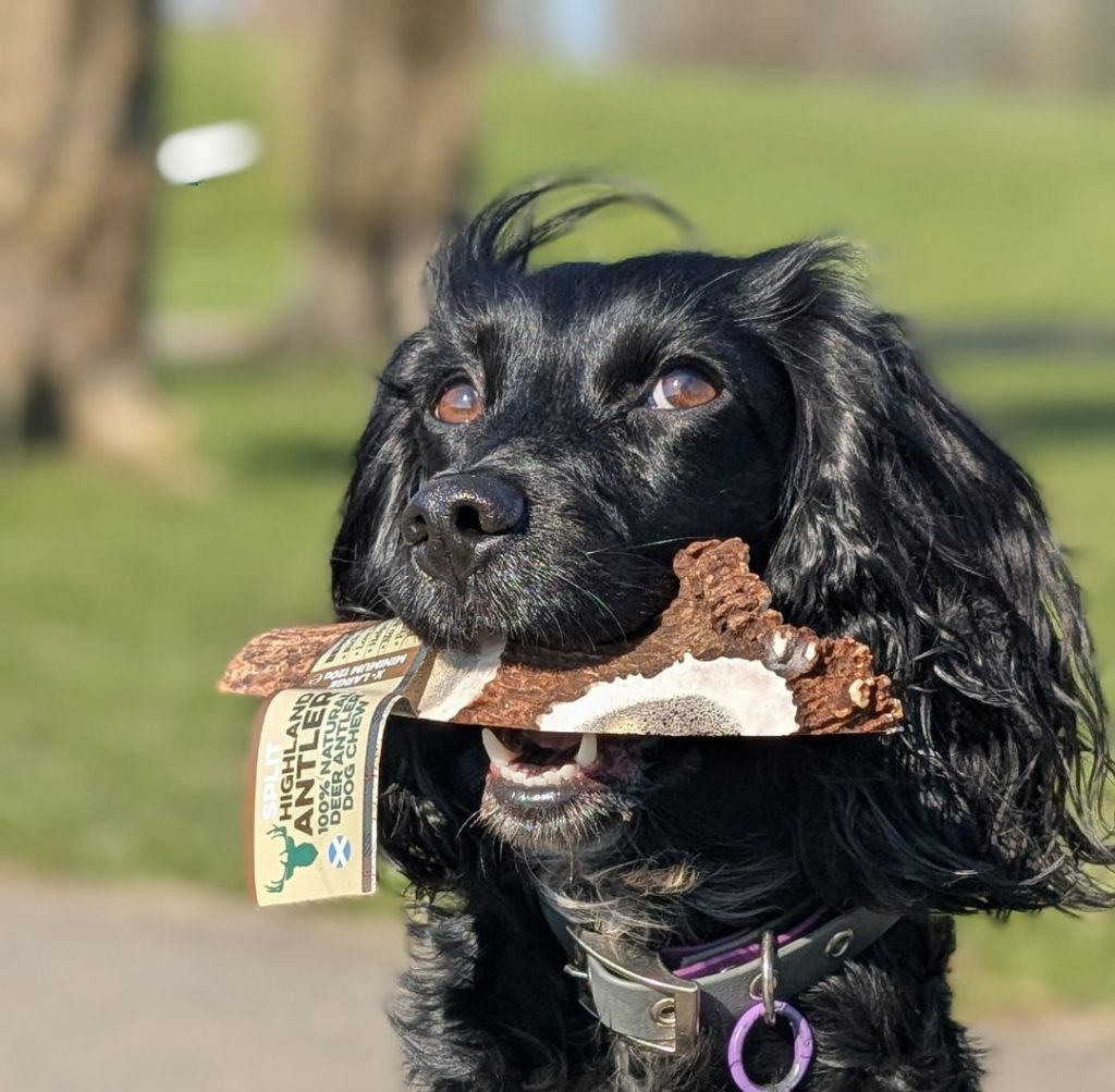 еленовите рога - натурални лакомства за кучета